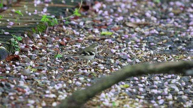 Forest Wagtail - ML492341991