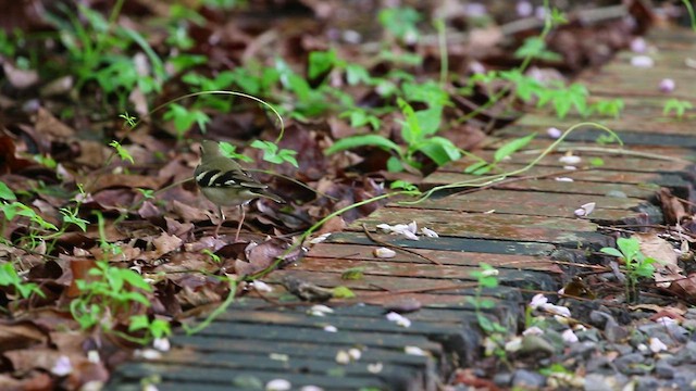 Forest Wagtail - ML492342551