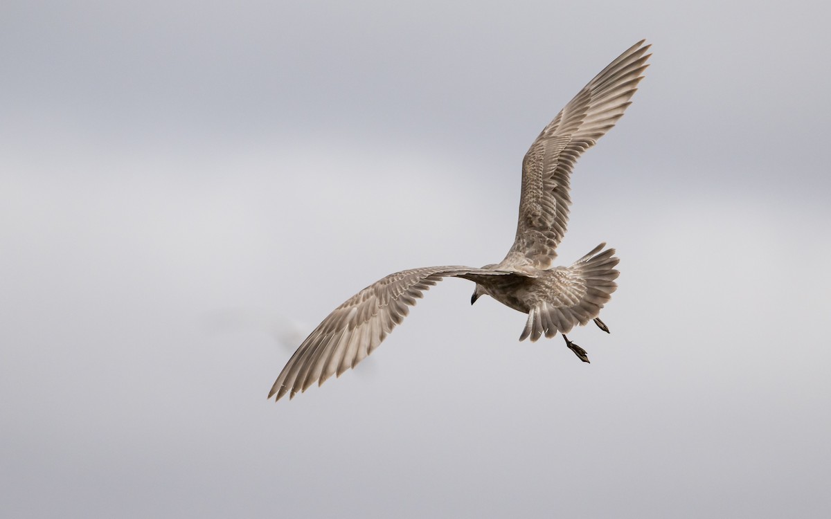 Herring x Glaucous-winged Gull (hybrid) - Kirk  Zufelt