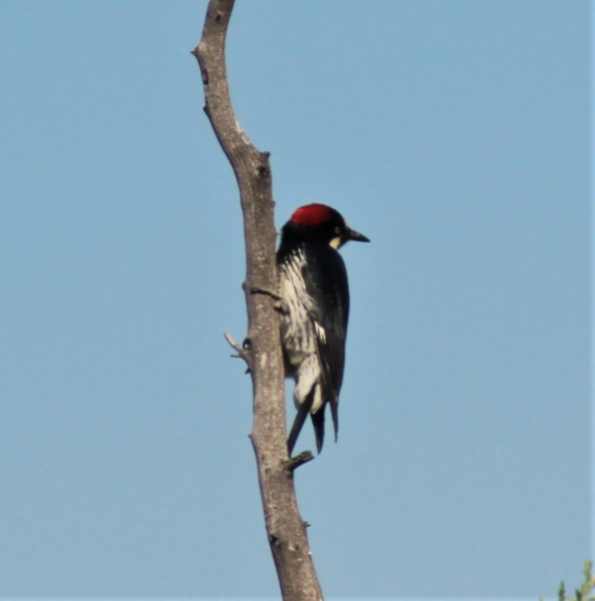 Acorn Woodpecker - Central Oregon Historical Records