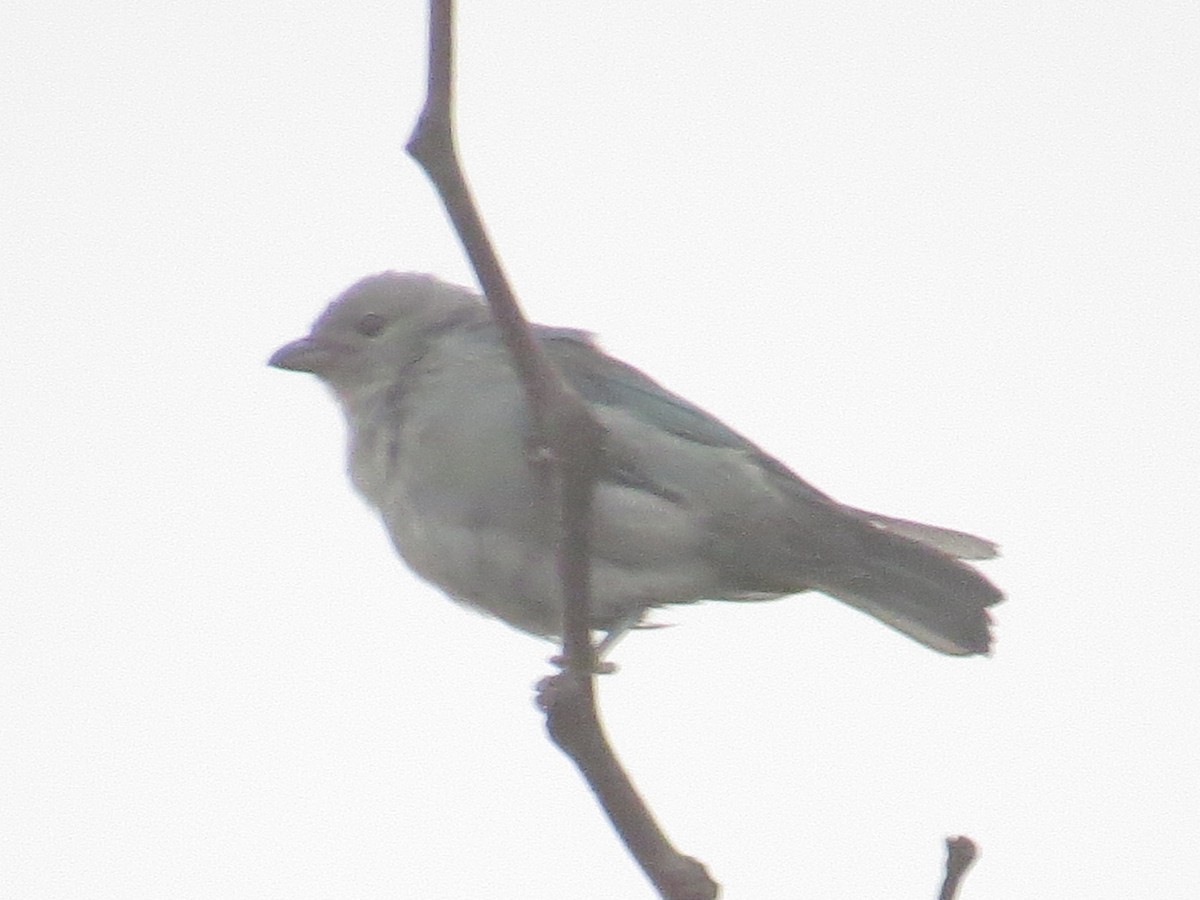 Blue-gray Tanager - ML492359321
