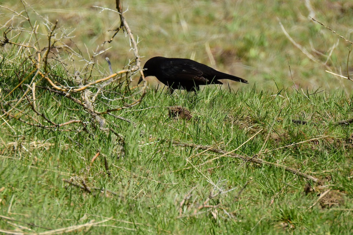 Austral Blackbird - ML492359411