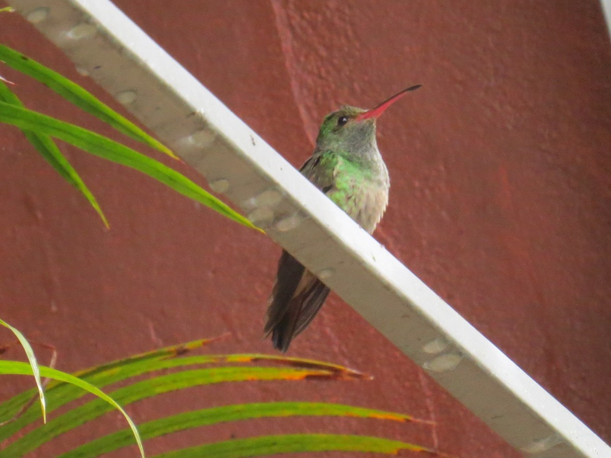 Rufous-tailed Hummingbird - ML492359901