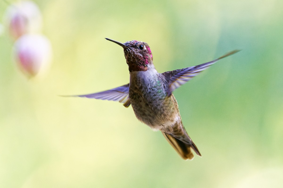 Anna's Hummingbird - ML492361201
