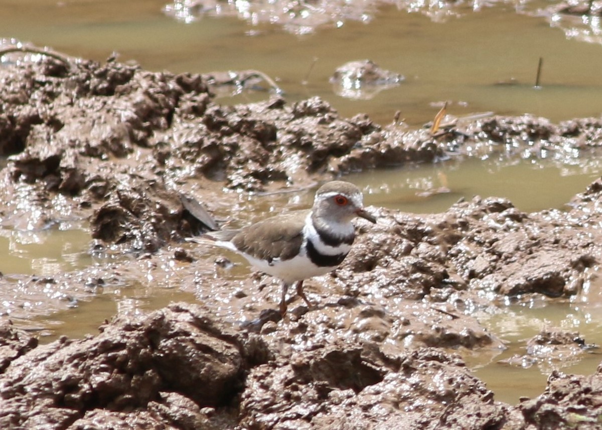 Three-banded Plover - ML49237691