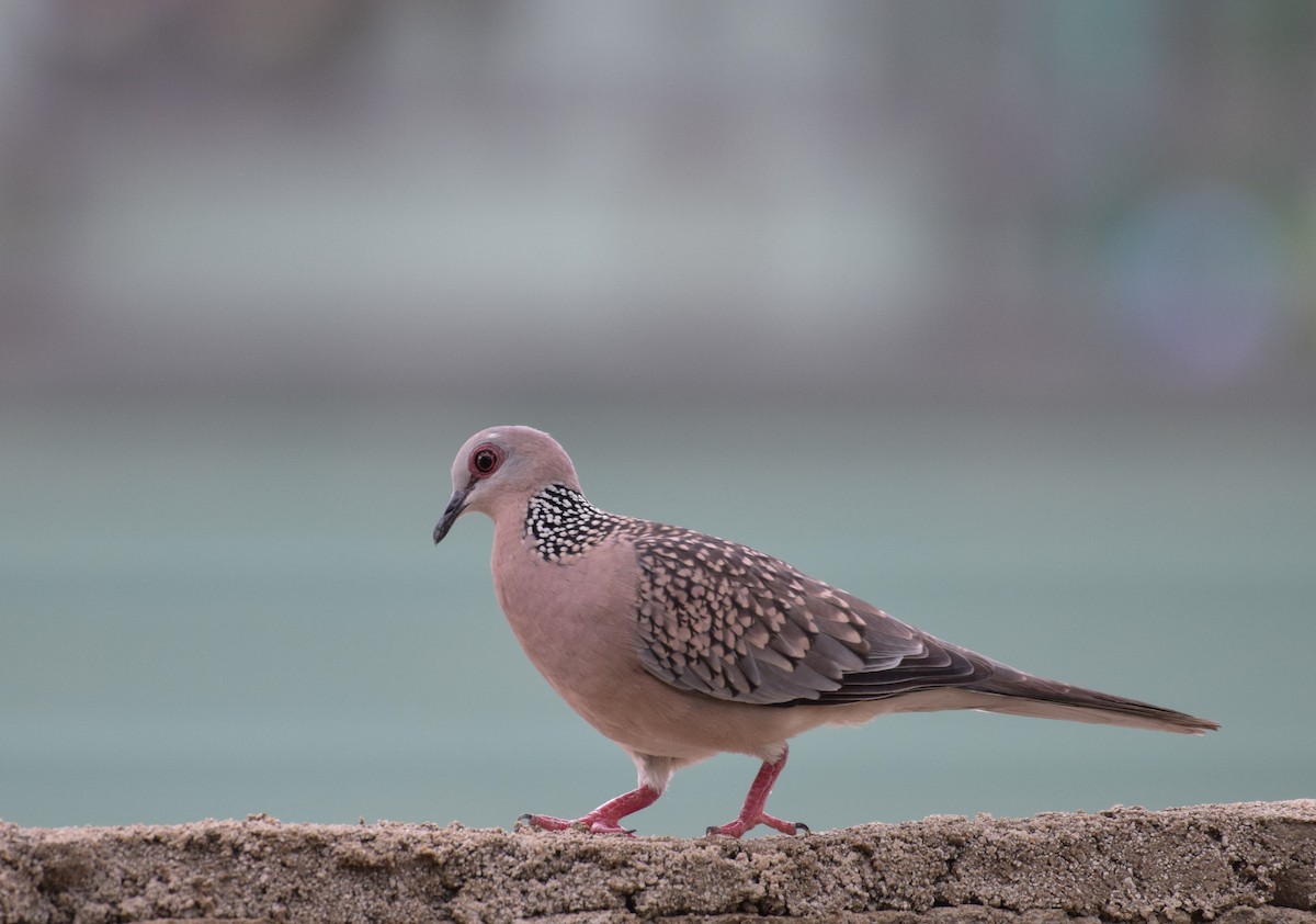 Spotted Dove - ML492379491