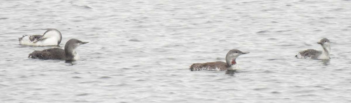 Red-throated Loon - ML492385551