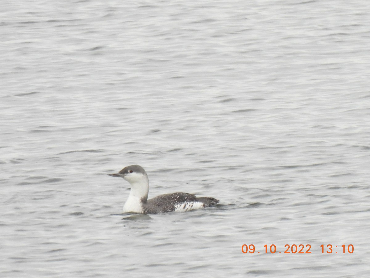 Red-throated Loon - ML492385871