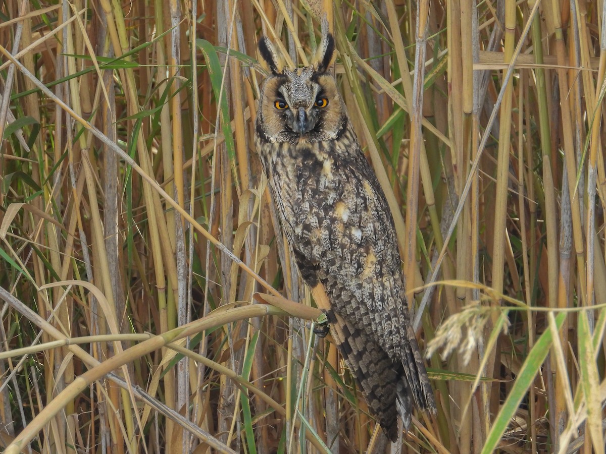 Long-eared Owl - ML492390131