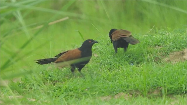 Greater Coucal - ML492392011