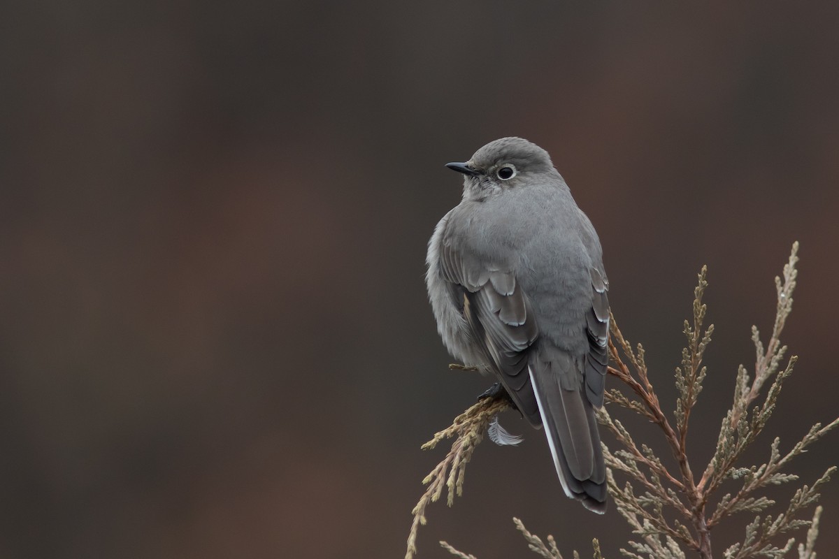 Townsend's Solitaire - Jesse Amesbury
