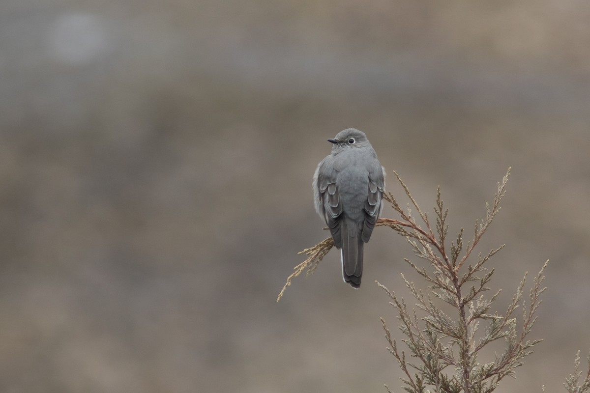 Townsend's Solitaire - ML49241191