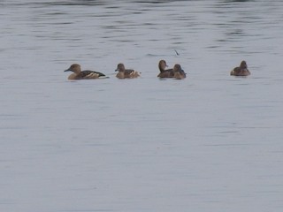 Fulvous Whistling-Duck, ML492412751