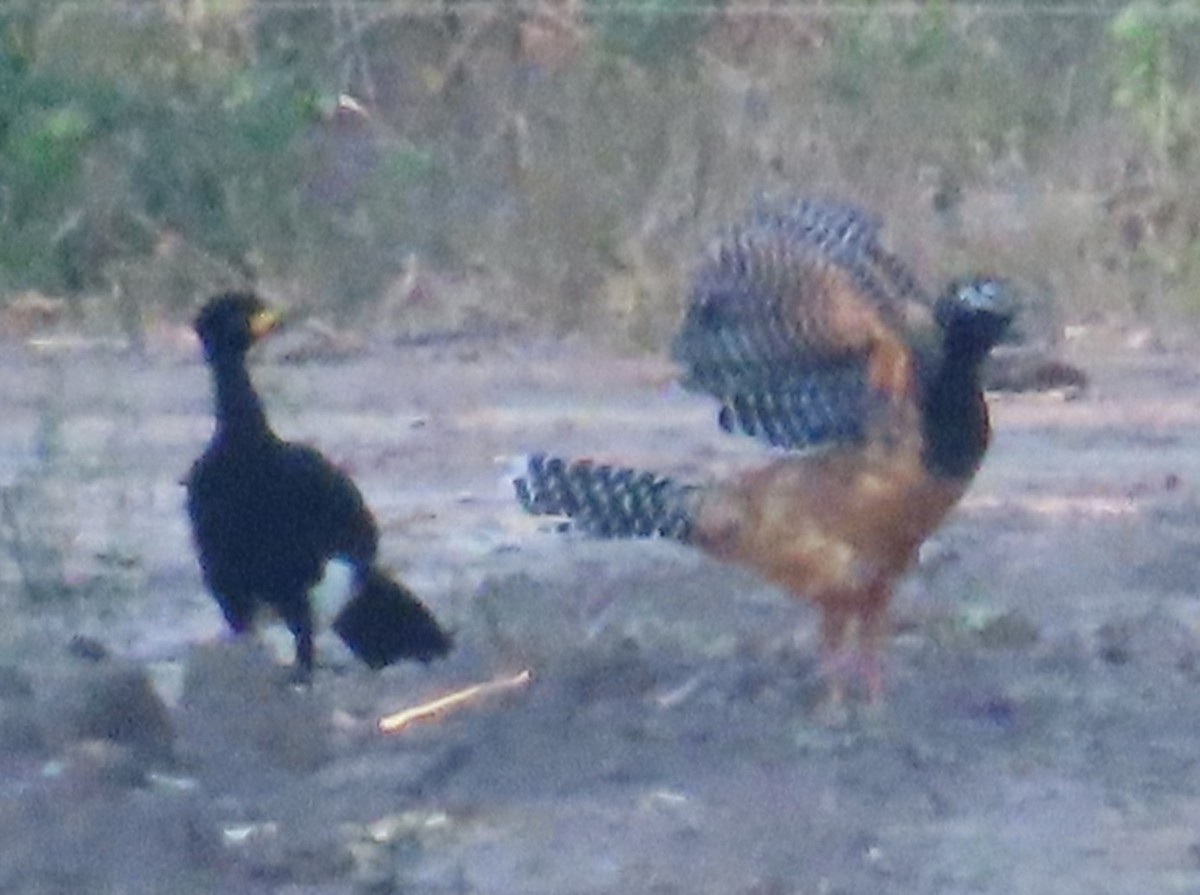 Bare-faced Curassow - ML492418991