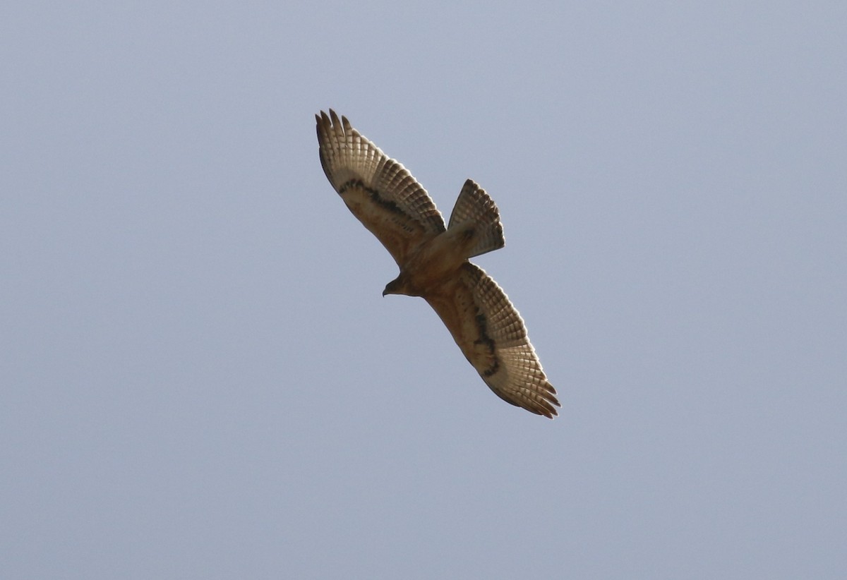 African Hawk-Eagle - Alexandre Hespanhol Leitão