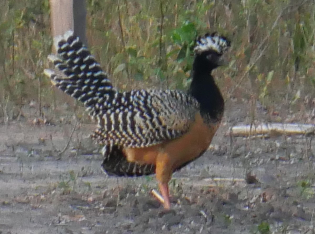 Bare-faced Curassow - ML492424071