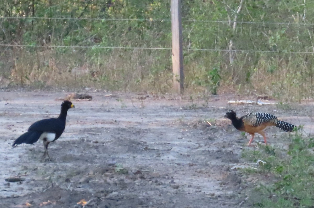 Bare-faced Curassow - ML492424291
