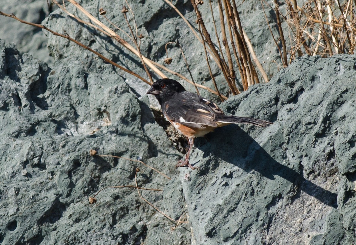 Eastern Towhee - Alix d'Entremont