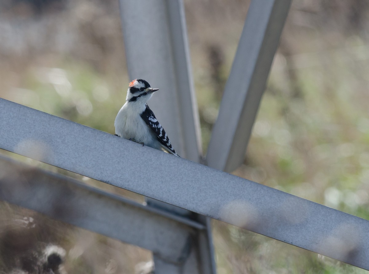 Downy Woodpecker - Alix d'Entremont