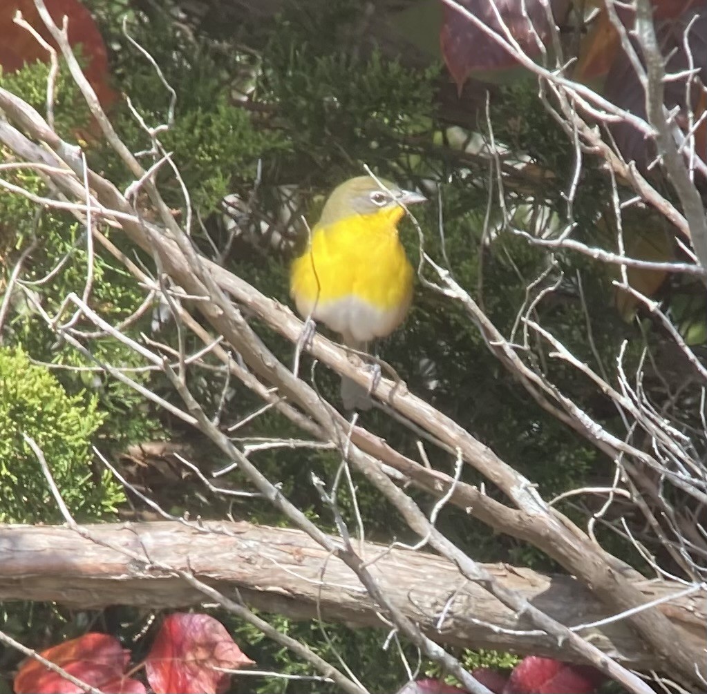 Yellow-breasted Chat - ML492431581