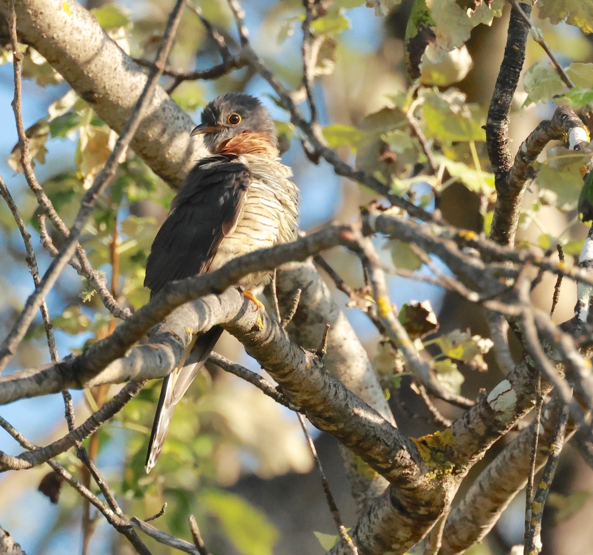 Red-chested Cuckoo - ML492434821