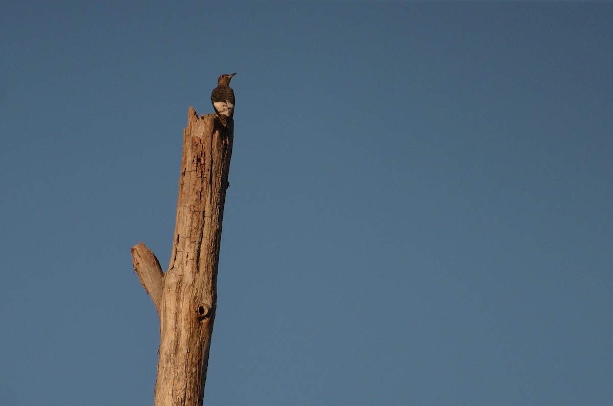 Red-headed Woodpecker - ML492435601
