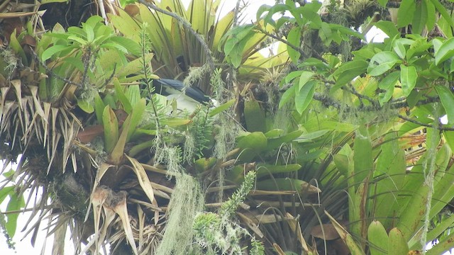 Swallow-tailed Kite - ML492437961