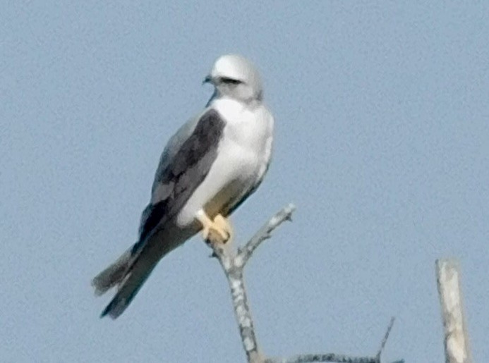 White-tailed Kite - ML49243821