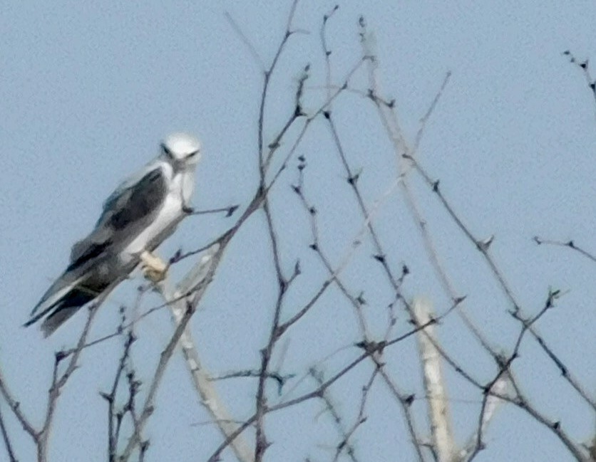 White-tailed Kite - ML49243851