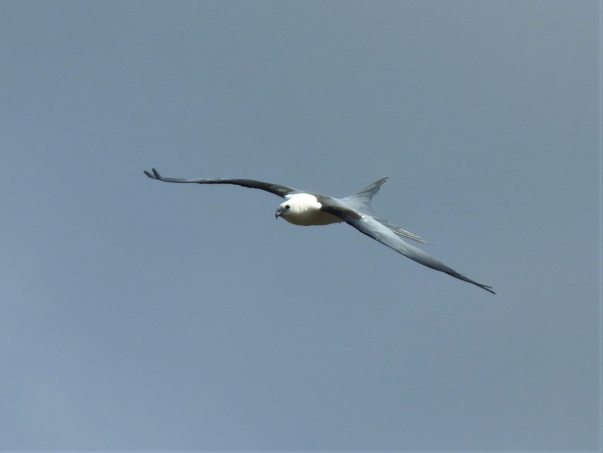 Swallow-tailed Kite - ML492439751