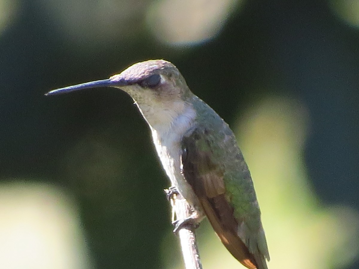 Black-chinned Hummingbird - William Proebsting