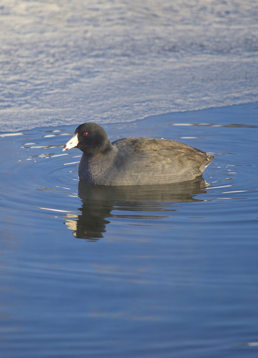 American Coot (Red-shielded) - ML492442461