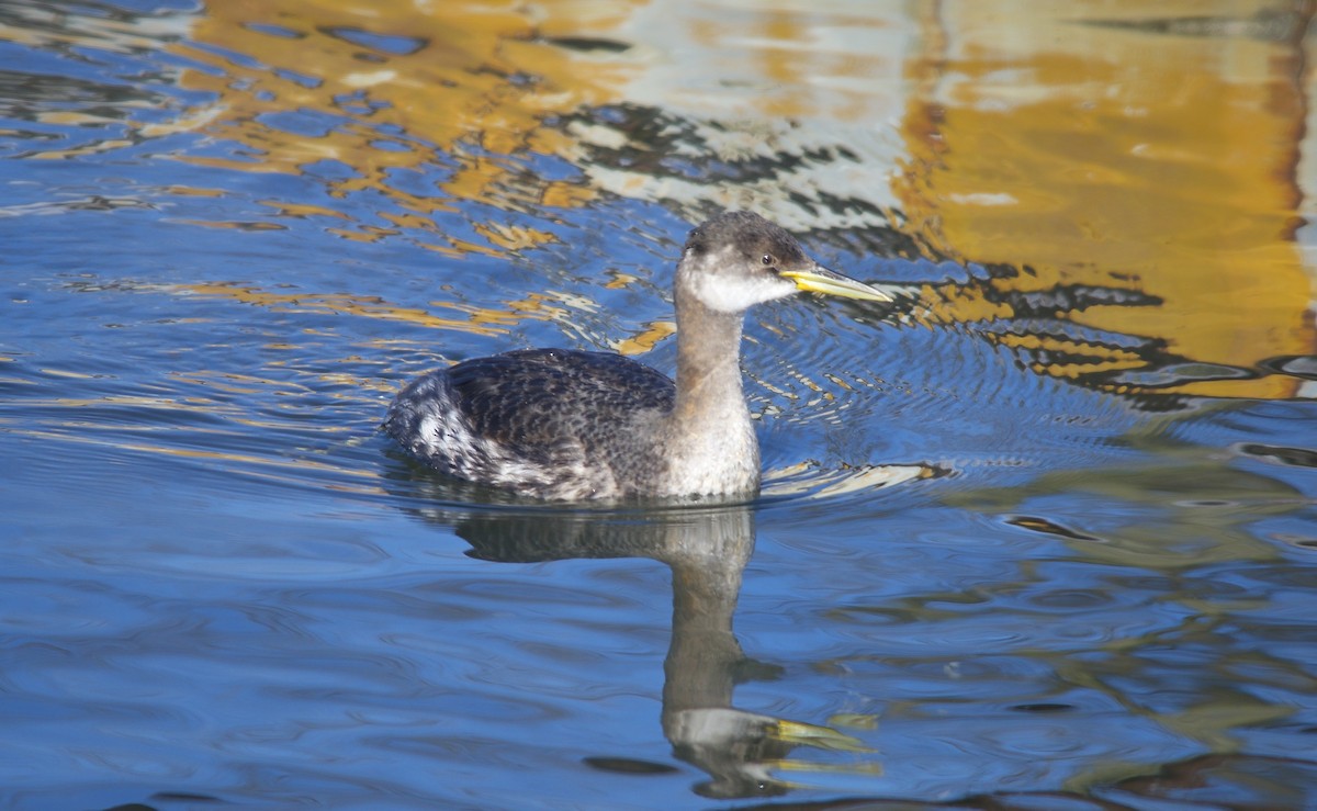 Red-necked Grebe - ML492444481