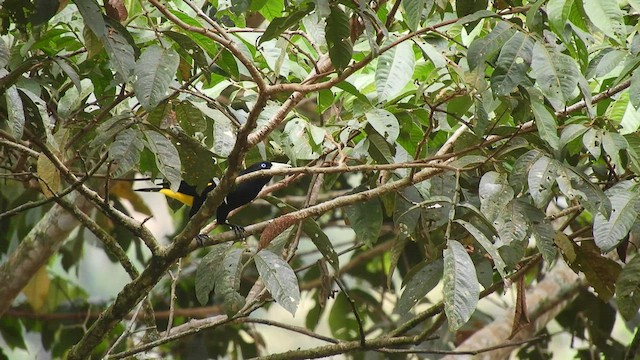 Yellow-rumped Cacique - ML492444541