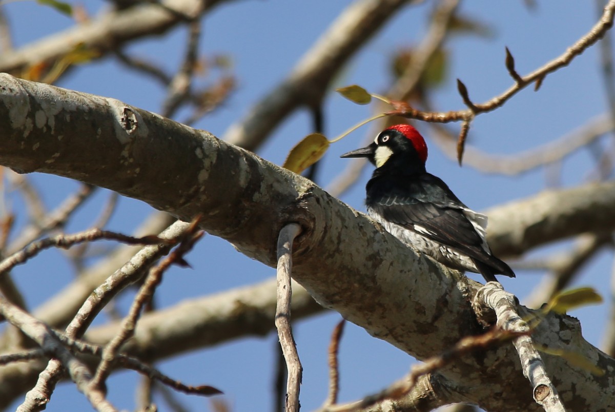 Acorn Woodpecker - ML492450471