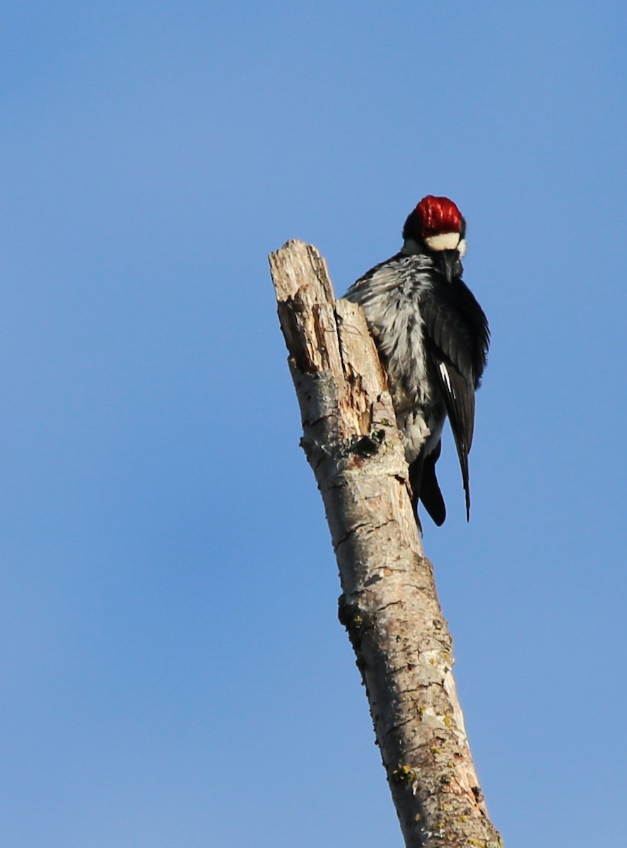 Acorn Woodpecker - ML492450481