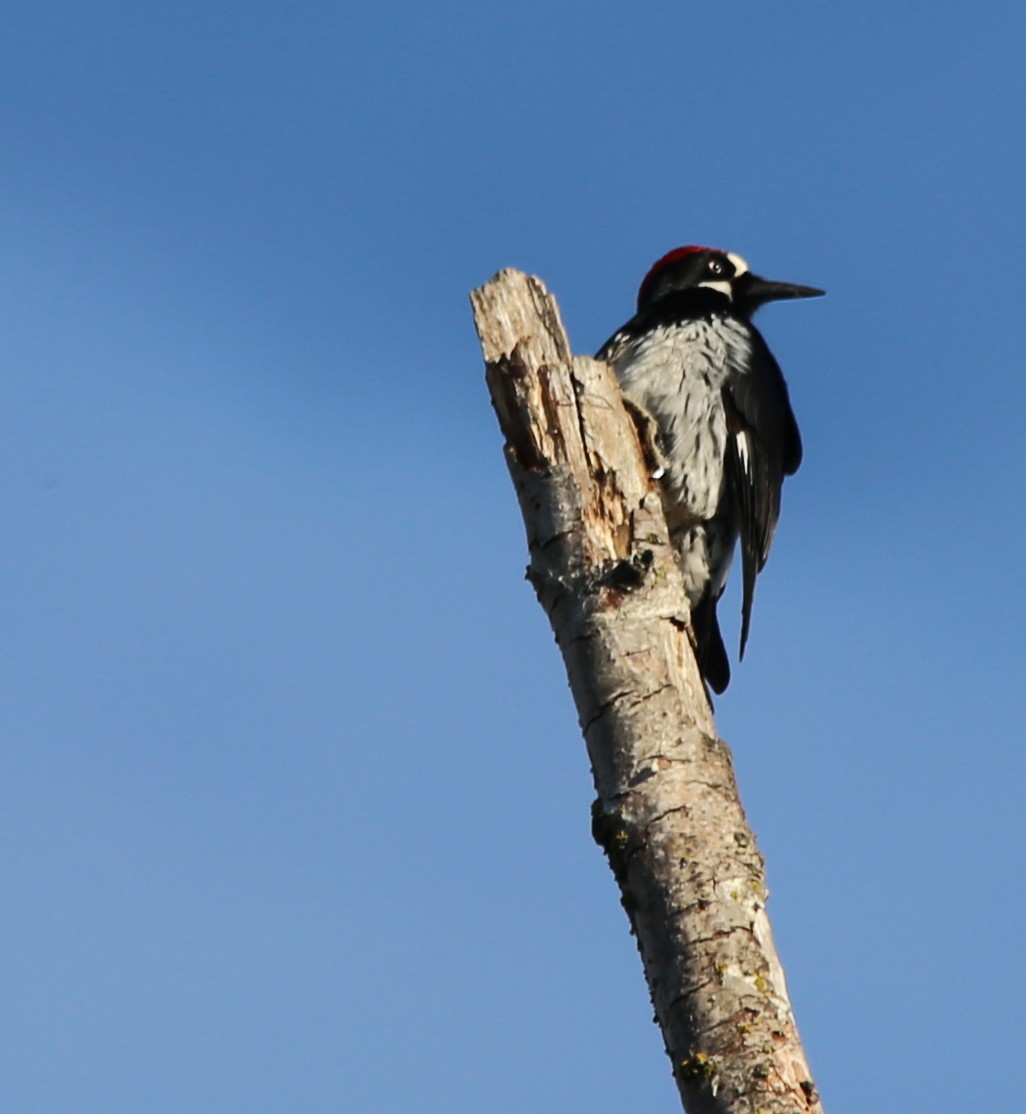 Acorn Woodpecker - ML492451281