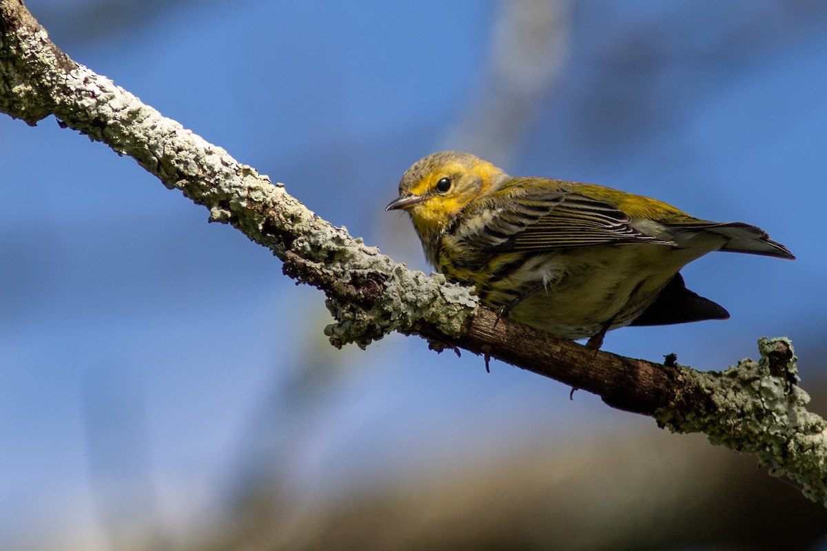 Cape May Warbler - ML492451981