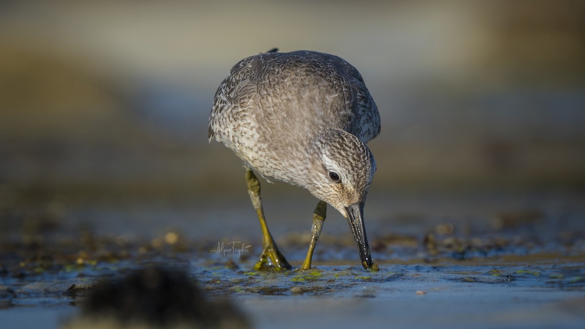 Red Knot - ML492459231