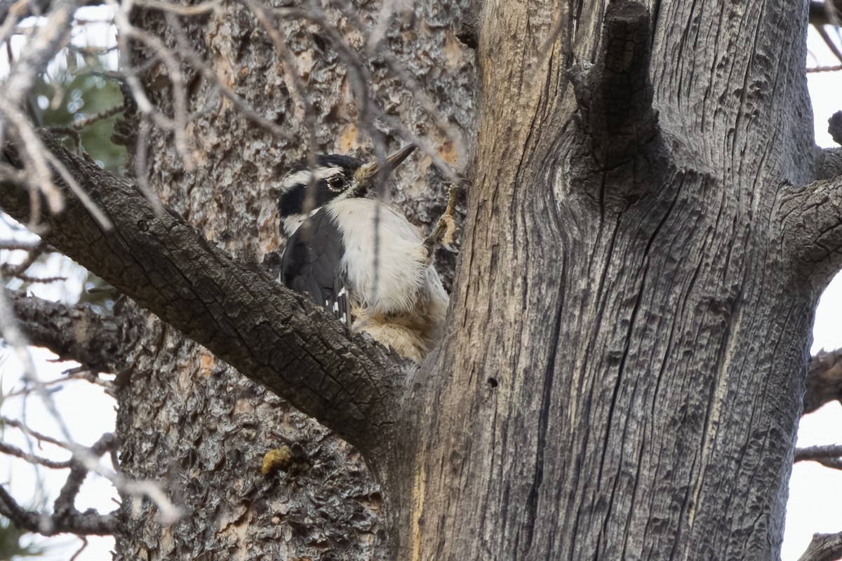 Hairy Woodpecker - ML492464231