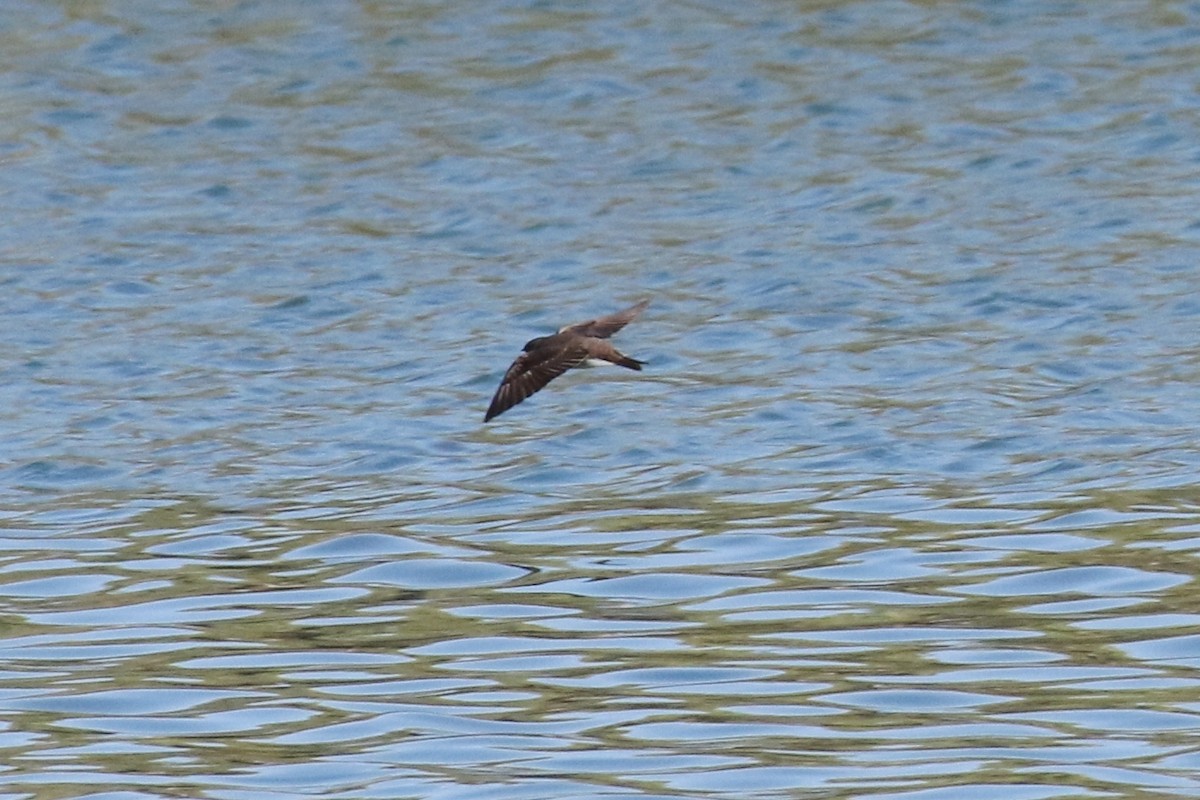 Northern Rough-winged Swallow - Lindsay Story