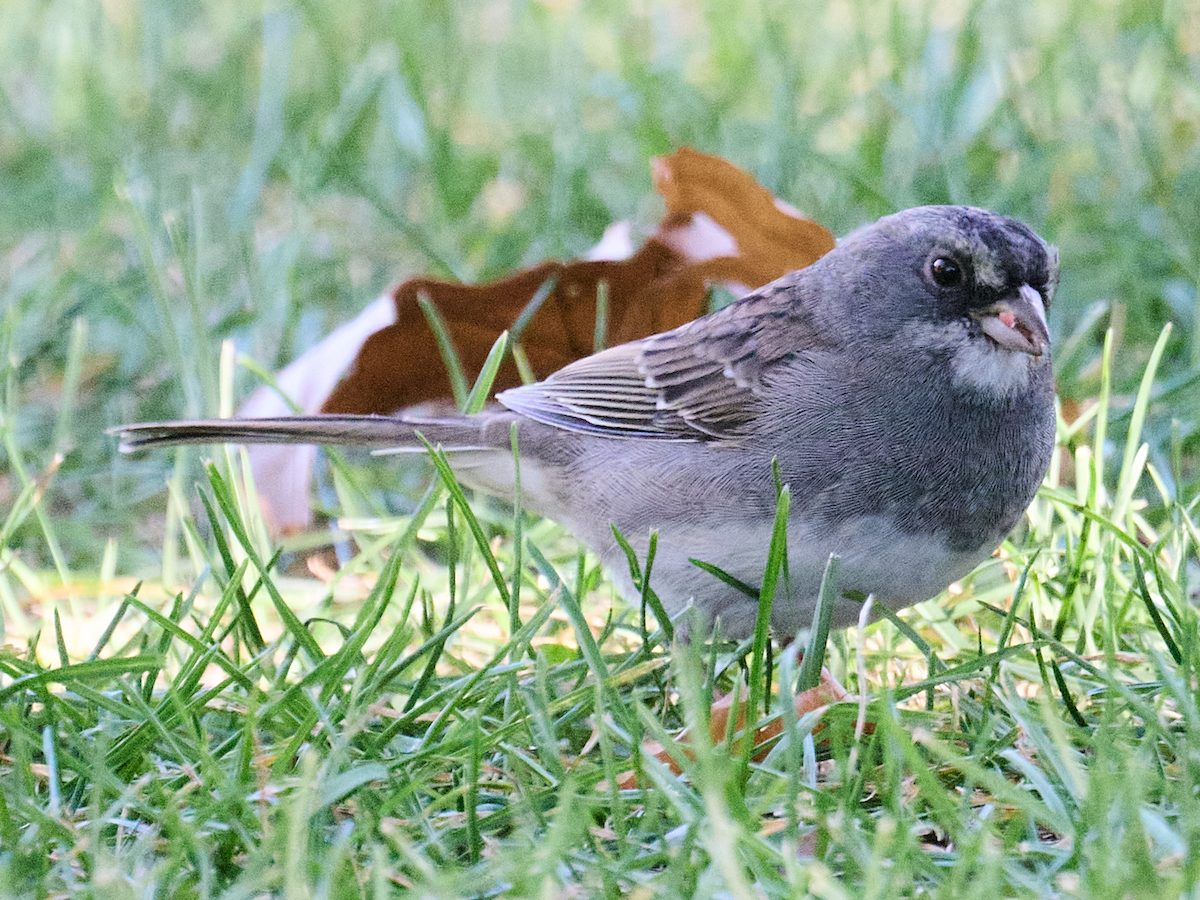 Dark-eyed Junco x White-throated Sparrow (hybrid) - Terry McBurnie