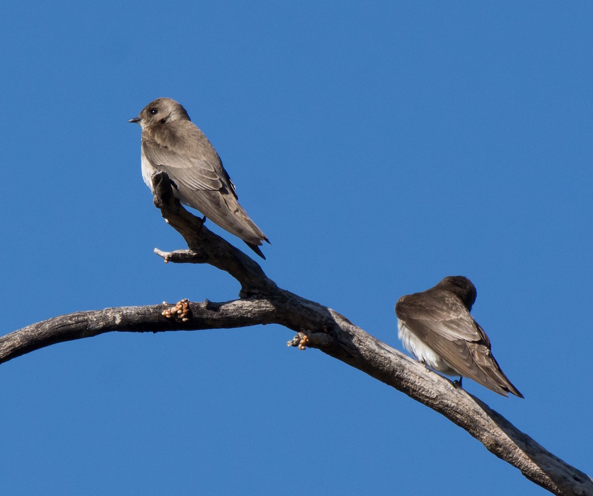 Northern Rough-winged Swallow - ML49246901