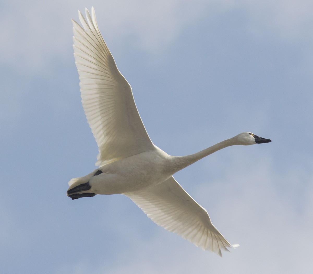 Tundra Swan (Whistling) - ML49247421