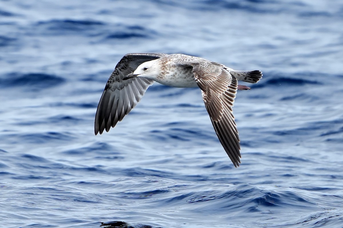 Caspian Gull - Daniel López-Velasco | Ornis Birding Expeditions