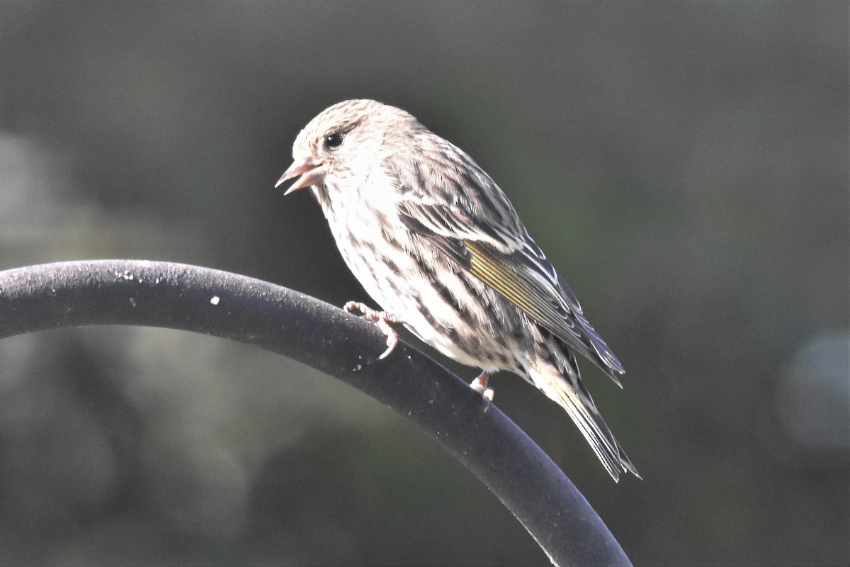 eBird Checklist - 10 Oct 2022 - Colony Mill Rd - 22 species