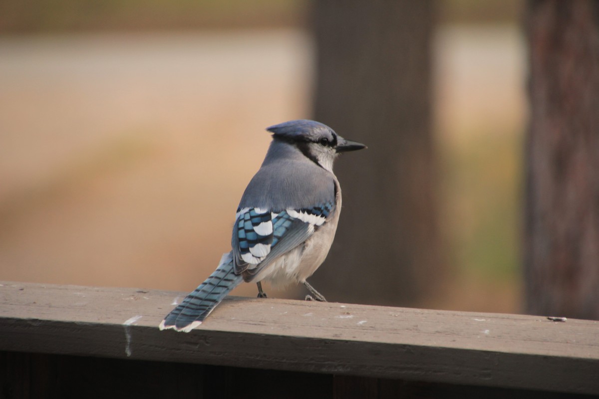 Blue Jay - Janet Cook