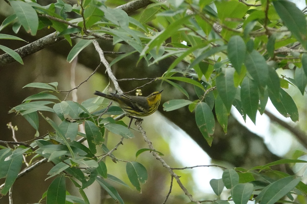 eBird Caribbean Checklist - 10 Oct 2022 - Camino al Arroyo Abreu, Abreu ...