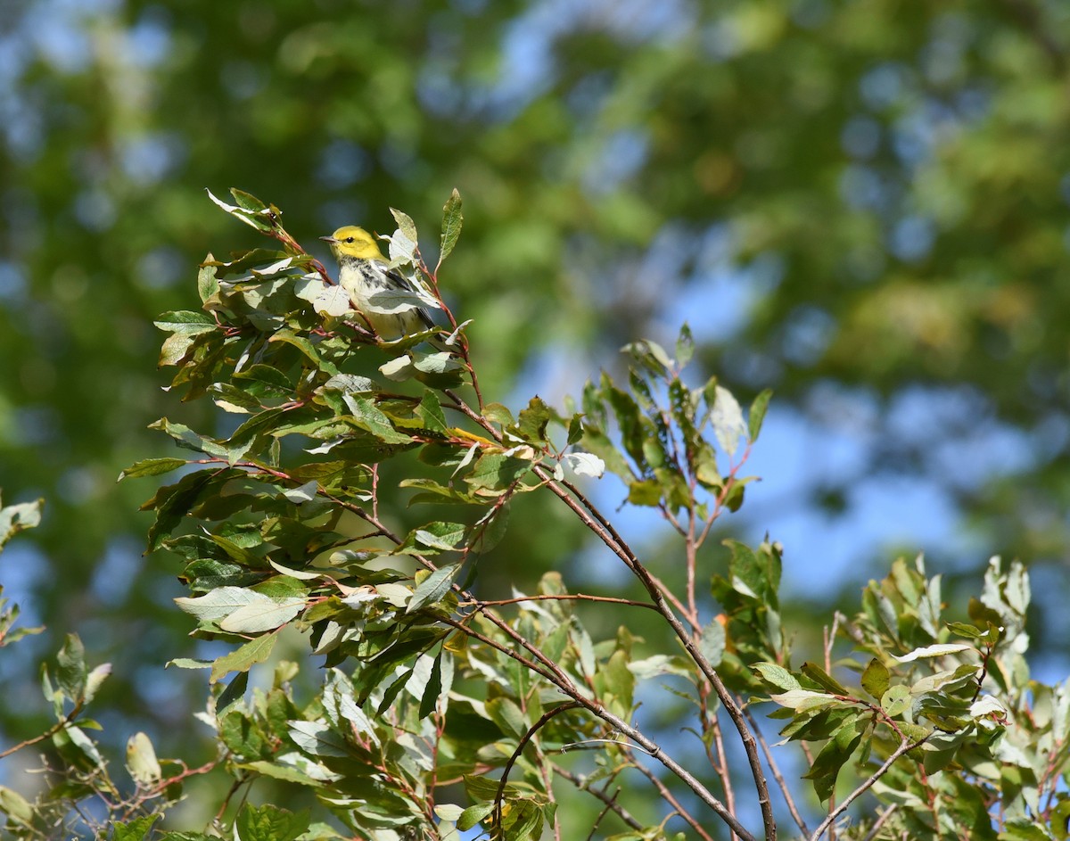 Black-throated Green Warbler - ML492506551