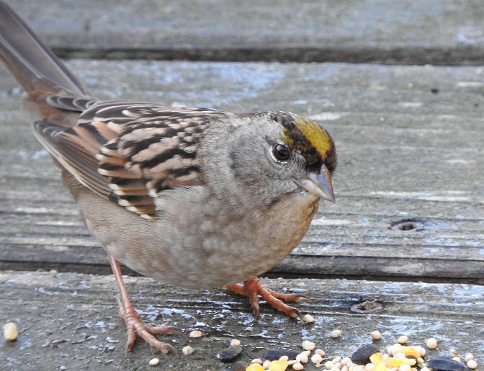 Golden-crowned Sparrow - sheila chambers